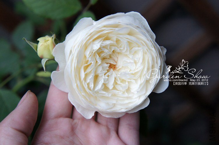 DSC01971 ����.jpg