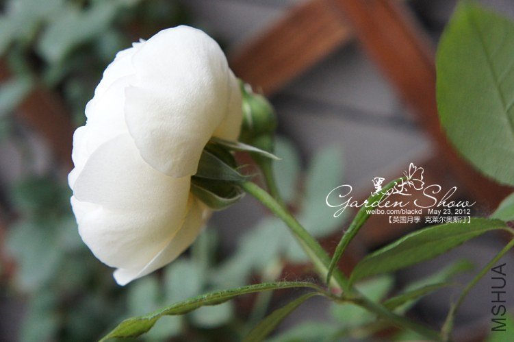 DSC01974 ����.jpg