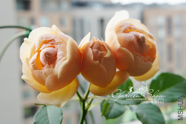 DSC01980 ����.jpg