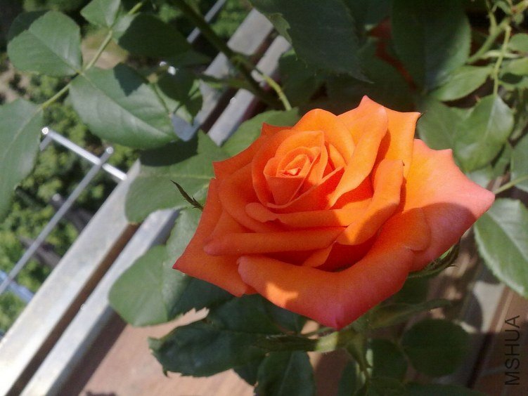 2012052201.jpg