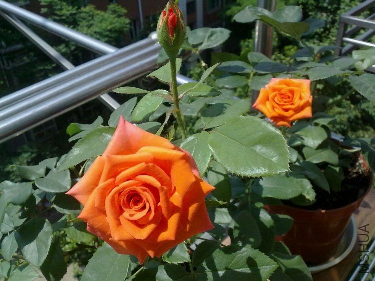 2012052202.jpg
