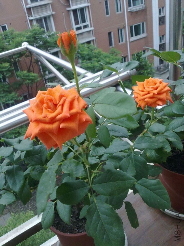 2012052203.jpg