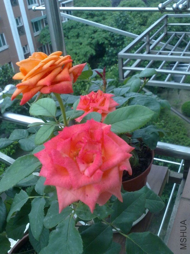2012052204.jpg