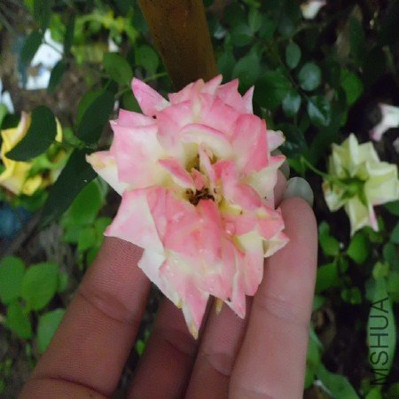 CIMG1216_����.jpg