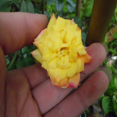 CIMG1218_����.jpg