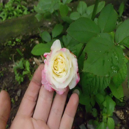 CIMG1206_����.jpg