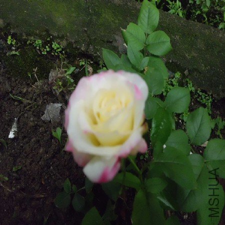CIMG1209_����.jpg