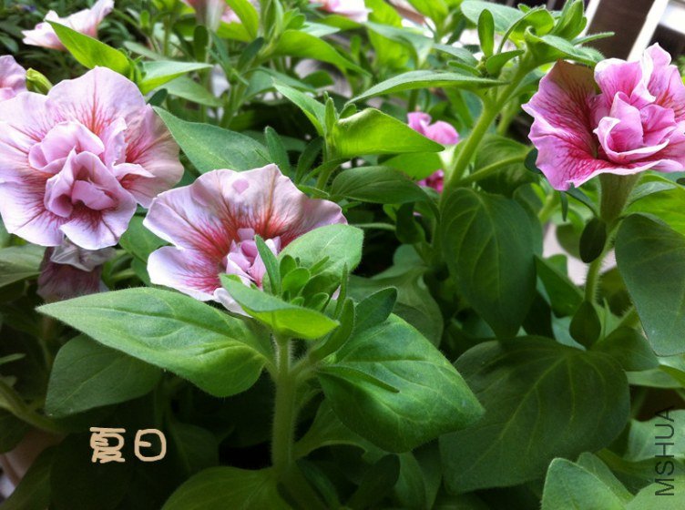 ��Ƭ 002_����.jpg