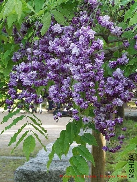 ������С δ����7[1].JPG