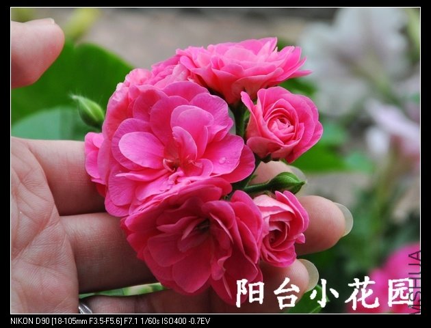 DSC_0221.jpg