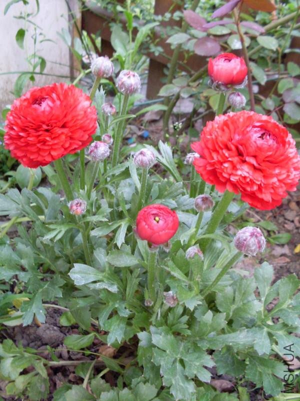 ���� ëݢ���.JPG