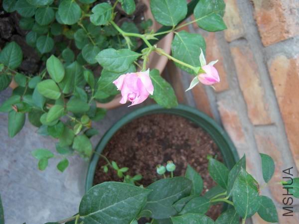 ������С 100_2861.JPG