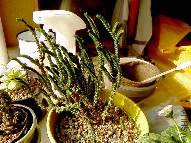 IMG01961.jpg