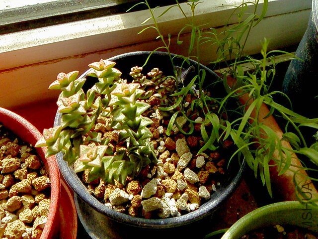 IMG01965.jpg