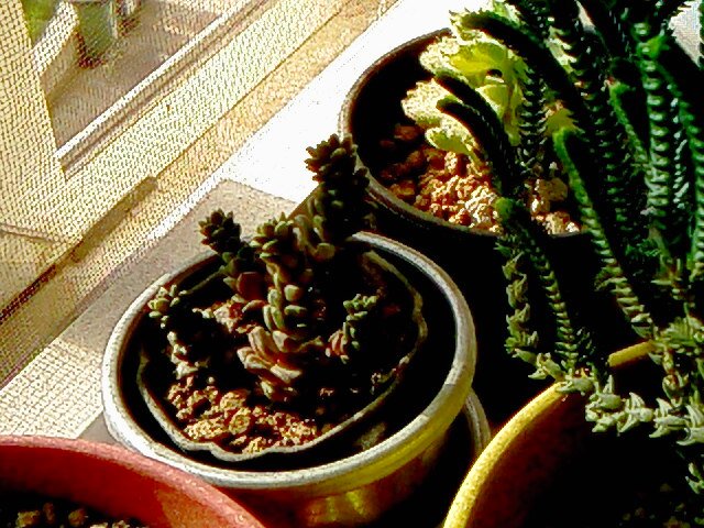 IMG01968.jpg