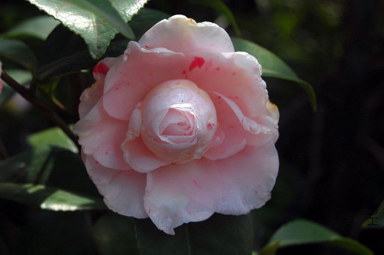 DSC_02970297.JPG