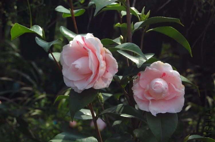 DSC_03040304.JPG