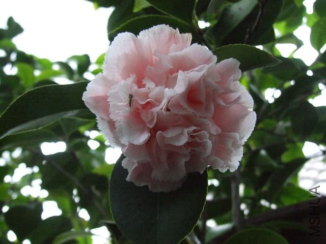 DSCF4539-1.jpg