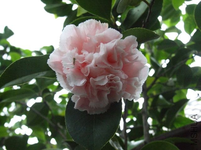 DSCF4540--1.jpg