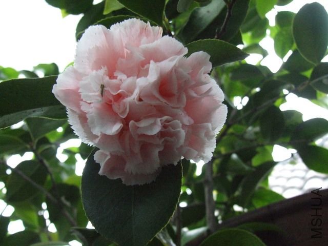 DSCF4541-1.jpg