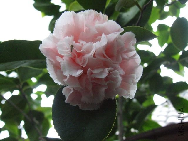 DSCF4543-1.jpg