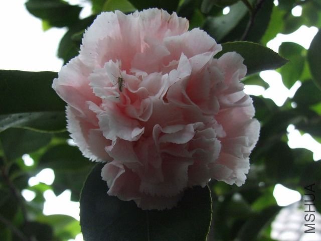 DSCF4544-1.jpg
