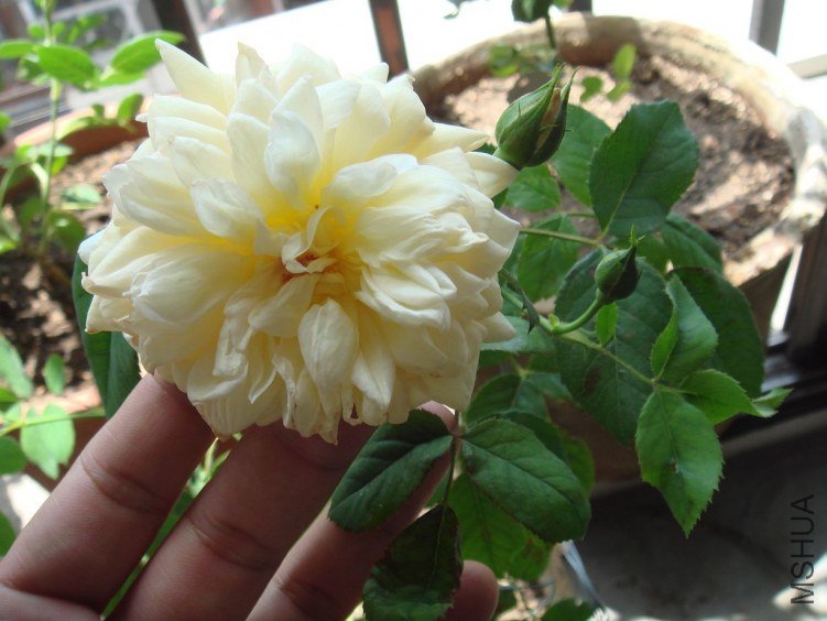 DSC02850.JPG