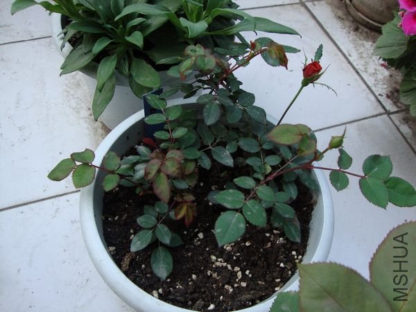 nEO_IMG_DSC01193.jpg