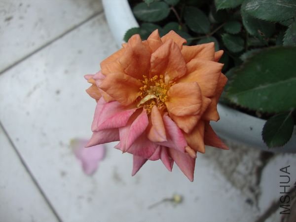 nEO_IMG_DSC01204.jpg