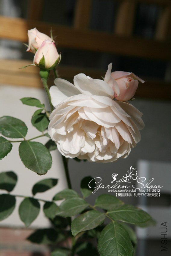 IMG_2994 ����.jpg