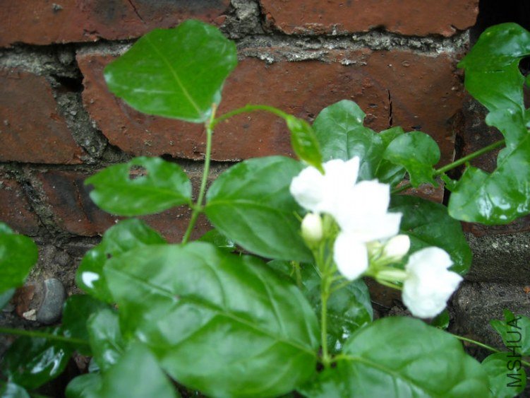��Ƭ 017.jpg