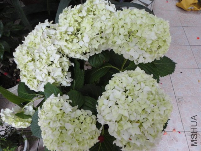 DSC00915.JPG