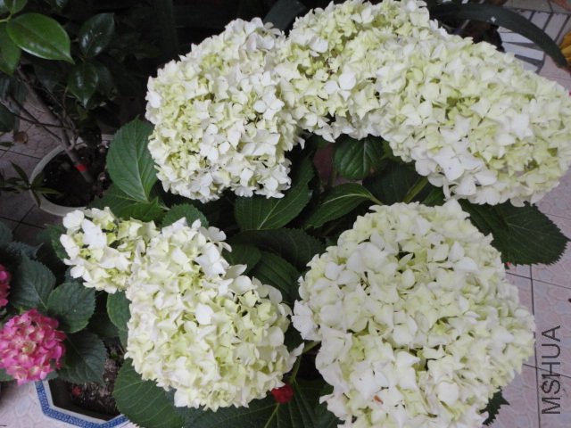 DSC00917.JPG