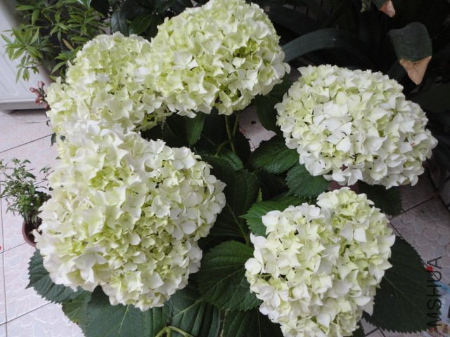 DSC00914.JPG
