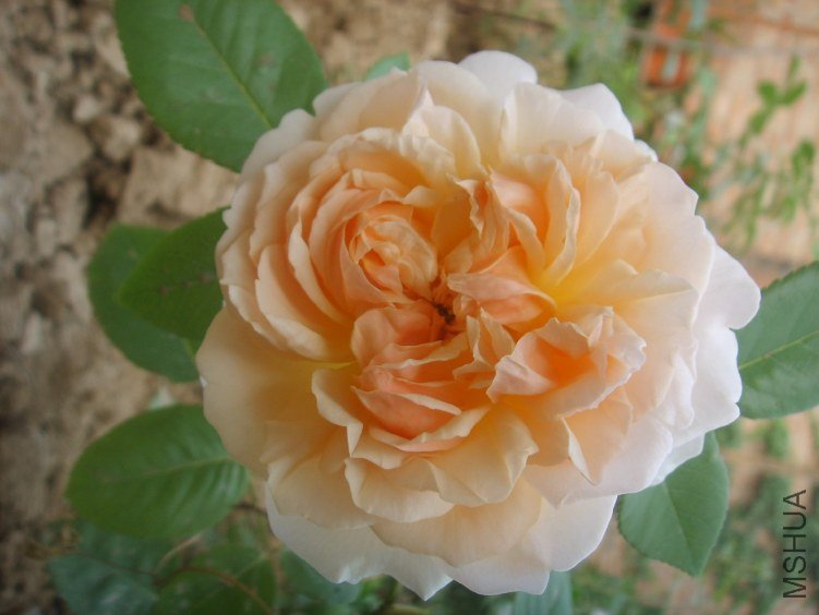SSM15385(1).JPG