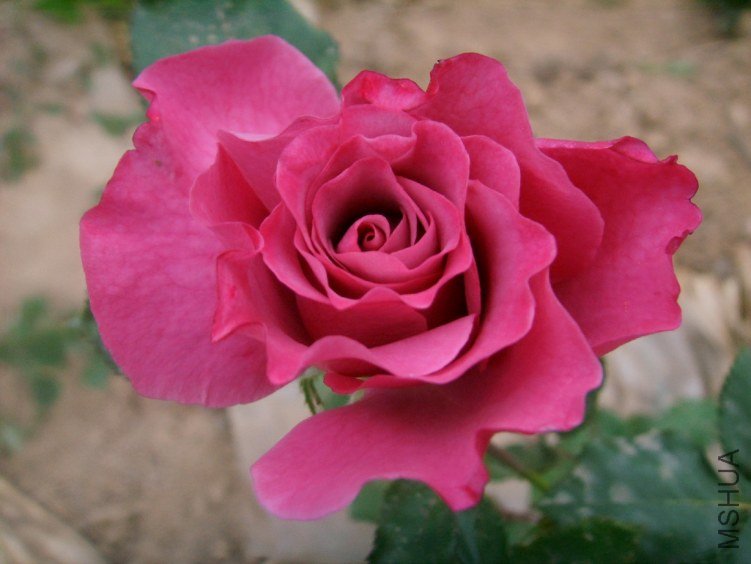 SSM15405(1).JPG
