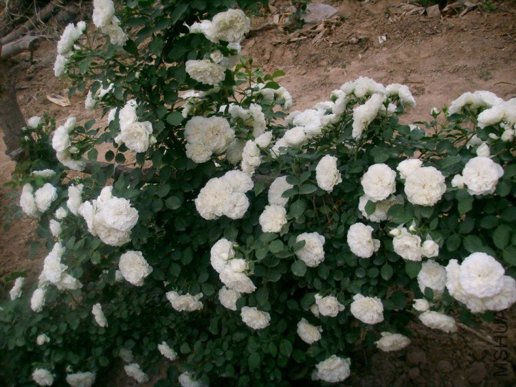 SSM15411(1).JPG