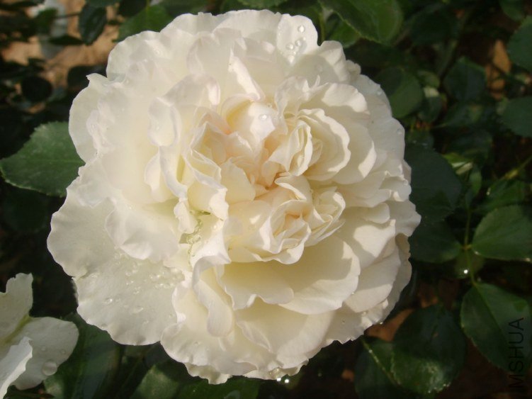 SSM15330(1).JPG