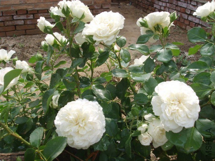 SSM15324(1).JPG