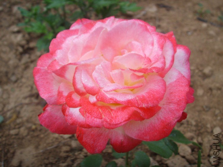 SSM15268(1).JPG