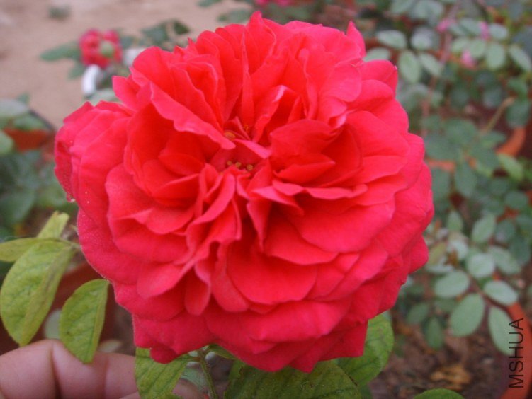 SSM15265(1).JPG