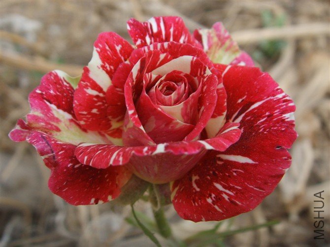 psb[51.jpg