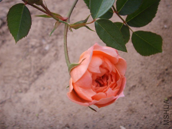 psb[40.jpg