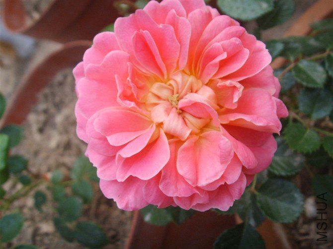 psb[50.jpg