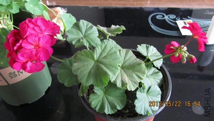 ֲ�겻�󣬵��ǻ����ĺܺ�