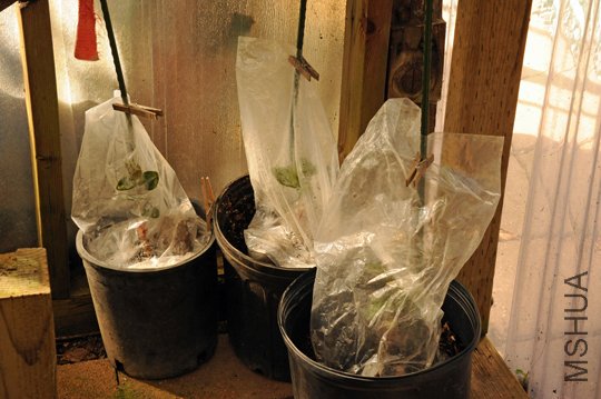 Seedling-2SS.jpg