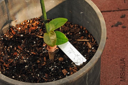 Seedling-1SS.jpg