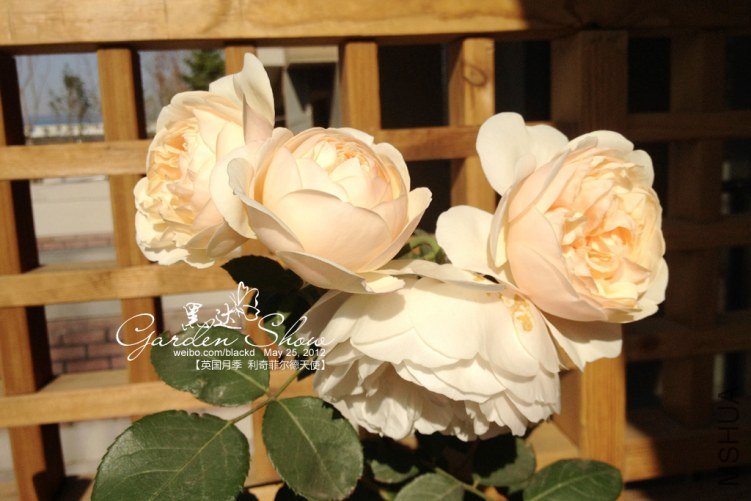 IMG_2759 ����.jpg