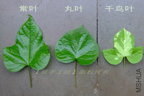 2012-0524(012)Ҷ�� 1.jpg