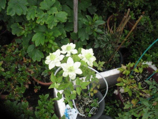 �_���ˣ�߀��С�G